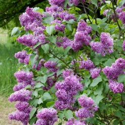 Syren 10-pack 8 Syren 10-pack -Garden Supplies Sales 2024 lila bondsyren syringa vulgaris 3