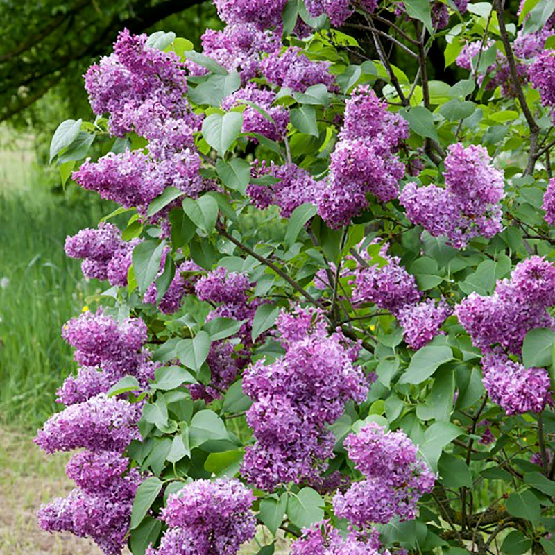 Syren Lila 30-50 Cm, 100-pack 4 Syren Lila 30-50 Cm, 100-pack - Image 2