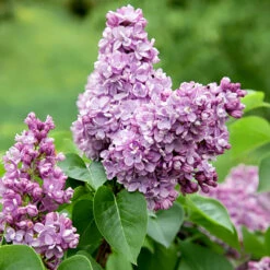 Syren Lila 50-80 Cm, 100-pack -Garden Supplies Sales 2024 lila syrenblomma