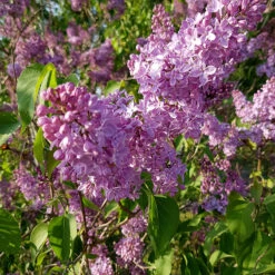 Syren Lila 50-80 Cm, 10-pack -Garden Supplies Sales 2024 lila syrenblomning 2