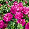 Rugosa-ros 'Hansa' 30-50 Cm, 100-pack -Garden Supplies Sales 2024 lila vresros rosa rugosa hansa