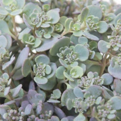 Liten Kärleksört 'Lidakenze', 6-pack -Garden Supplies Sales 2024 liten karleksort lidakenze