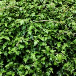 Liten Stefanandra, 20-40 Cm 100-pack -Garden Supplies Sales 2024 liten stefanandra 2