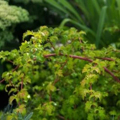 Liten Stefanandra, 20-40 Cm 10-pack -Garden Supplies Sales 2024 liten stefanandra 3 1