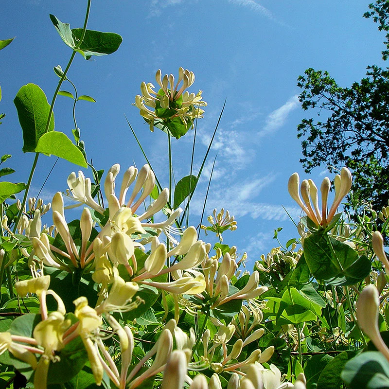 Kaprifol 4 Kaprifol - Image 2