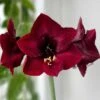 Amaryllis 'Amsterdam' 1 Amaryllis 'Amsterdam' -Garden Supplies Sales 2024 lok till amaryllis amsterdam
