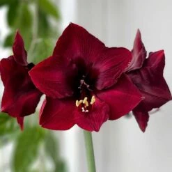 Amaryllis 'Amsterdam'