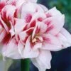 Amaryllis 'Elvas' -Garden Supplies Sales 2024 lok till amaryllis elvas
