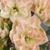 Amaryllis 'Exotic Nymph' -Garden Supplies Sales 2024 lok till amaryllis exotic nymph