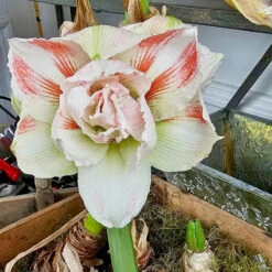 Amaryllis 'Nymph' -Garden Supplies Sales 2024 lok till amaryllis nymph LL