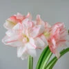 Amaryllis 'Striped Amadeus'