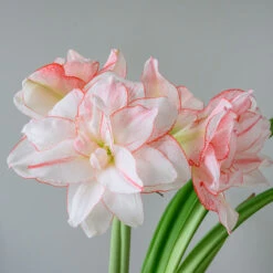 Amaryllis 'Striped Amadeus'