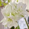 Amaryllis 'White Nymph' -Garden Supplies Sales 2024 lok till amaryllis white nymph LL