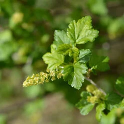 Måbär, Goliat, 50-70 Cm, 5-pack 5 Måbär, Goliat, 50-70 Cm, 5-pack -Garden Supplies Sales 2024 mabar goliat