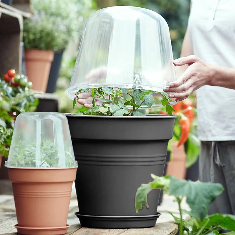 Elho Minidrivhus, Green Basics, Svart, 30 Cm 3 Elho Minidrivhus, Green Basics, Svart, 30 Cm