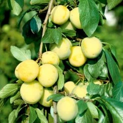 Plommon Reine Claude D´Oullins, Svagväxande Pixy - M Uppbindn