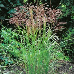 Glansmiskantus 'Ferner Osten' 7 Glansmiskantus 'Ferner Osten' -Garden Supplies Sales 2024 miscanthus sinensis ferner osten glansmiskantusjapanskt gras