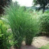 Glansmiskantus 'Gracillimus' 2 Glansmiskantus 'Gracillimus' -Garden Supplies Sales 2024 miscanthus sinensis gracillimus glansmiskantus japanskt gras