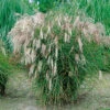 Glansmiskantus 'Kleine FontÀne' 1 Glansmiskantus 'Kleine FontÀne' -Garden Supplies Sales 2024 miscanthus sinensis kleine fontane glansmiskantus japanskt gras