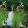 Glansmiskantus 'Kleine Silberspinne' -Garden Supplies Sales 2024 miscanthus sinensis kleine silberspinne glansmiskantus japanskt gras