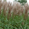 Glansmiskantus 'Malepartus' -Garden Supplies Sales 2024 miscanthus sinensis malepartus glansmiskantus japanskt gras