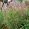 Glansmiskantus 'Morning Light' 1 Glansmiskantus 'Morning Light' -Garden Supplies Sales 2024 miscanthus sinensis morning light glansmiskantus japanskt gras