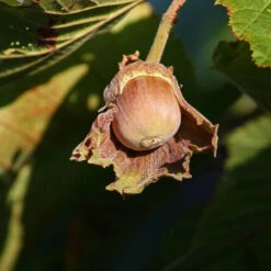 Hassel 'Cosford' -Garden Supplies Sales 2024 mognad hasselnot cosford