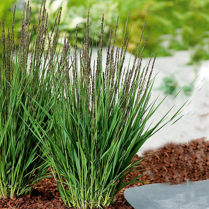 Blåtåtel 'Moorhexe' 3 Blåtåtel 'Moorhexe'