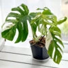 Monstera Deliciosa 'Variegata' -Garden Supplies Sales 2024 monstera variegata 4 blad wh