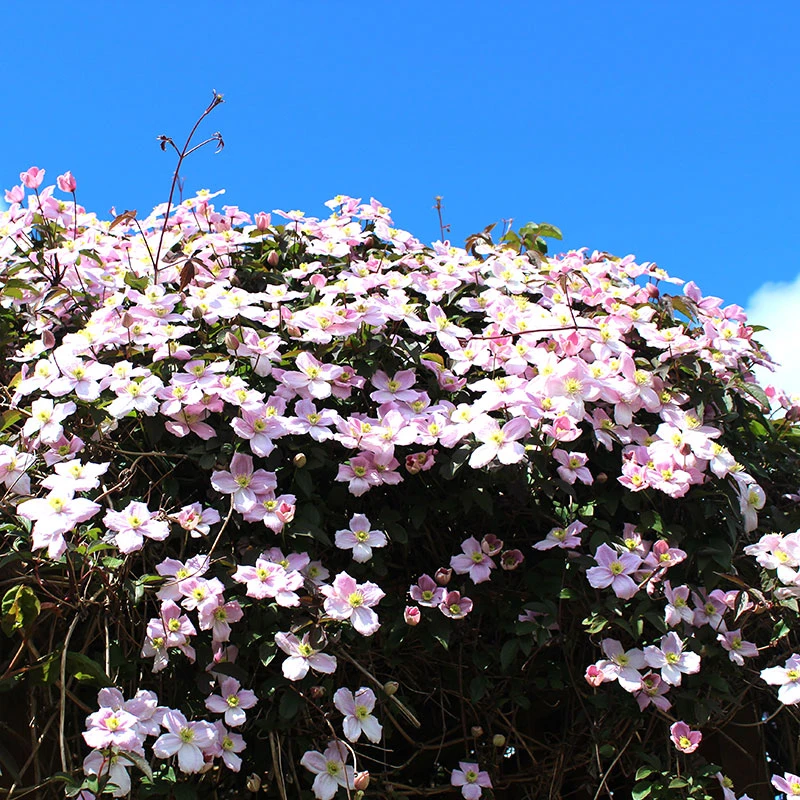 Bergklematis Clematis Montana Var. Rubens 7 Bergklematis Clematis Montana Var. Rubens - Image 5