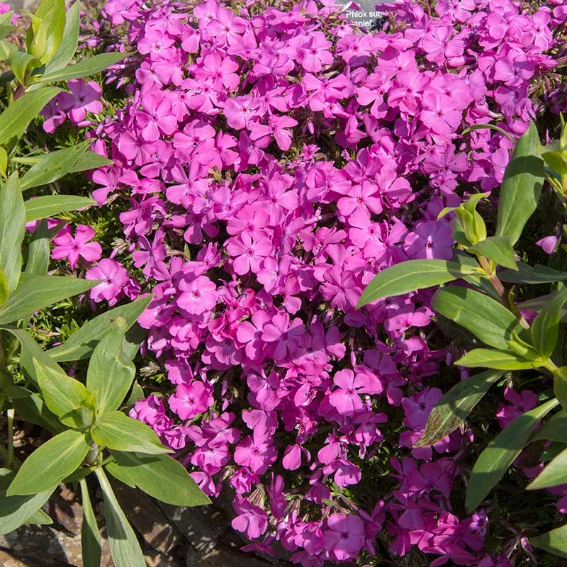 Mossflox 'McDaniel´s Cushion', 6-pack 3 Mossflox 'McDaniel´s Cushion', 6-pack