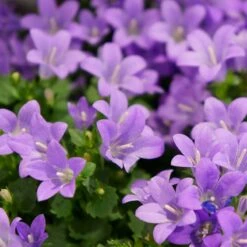 Murklocka, 6-pack 5 Murklocka, 6-pack -Garden Supplies Sales 2024 murklocka 2