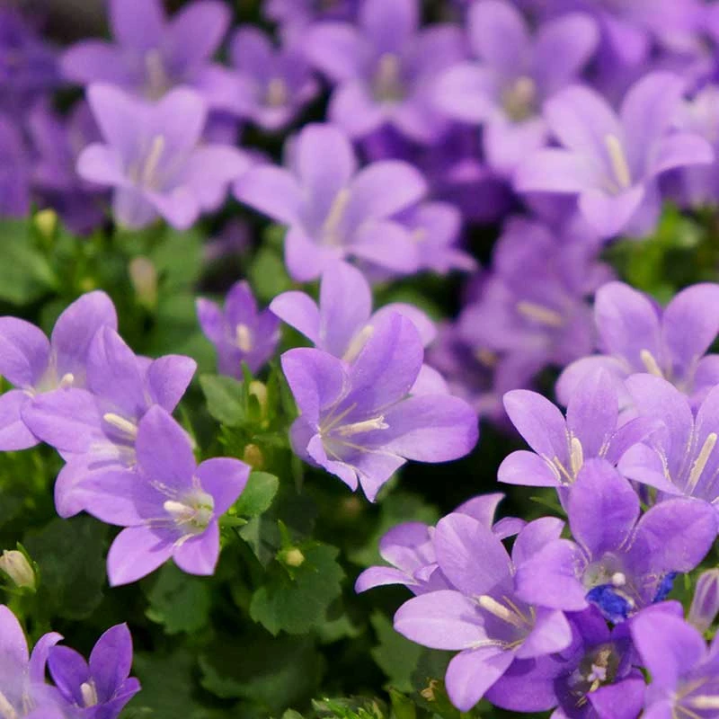 Murklocka, 6-pack 4 Murklocka, 6-pack - Image 2