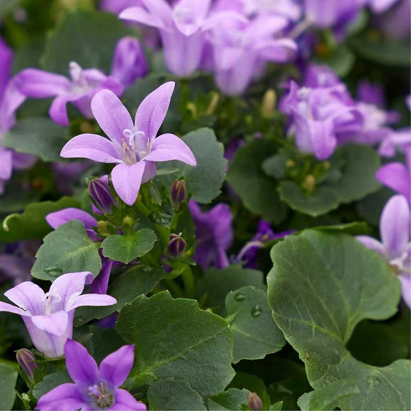 Murklocka, 6-pack 3 Murklocka, 6-pack