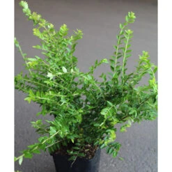 Myrtentry 'Maigrün' 10-pack 7 Myrtentry 'Maigrün' 10-pack -Garden Supplies Sales 2024 myrtentry maigrun co 1