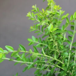 Myrtentry 'Maigrün' 10-pack 6 Myrtentry 'Maigrün' 10-pack -Garden Supplies Sales 2024 myrtentry maigrun co 2