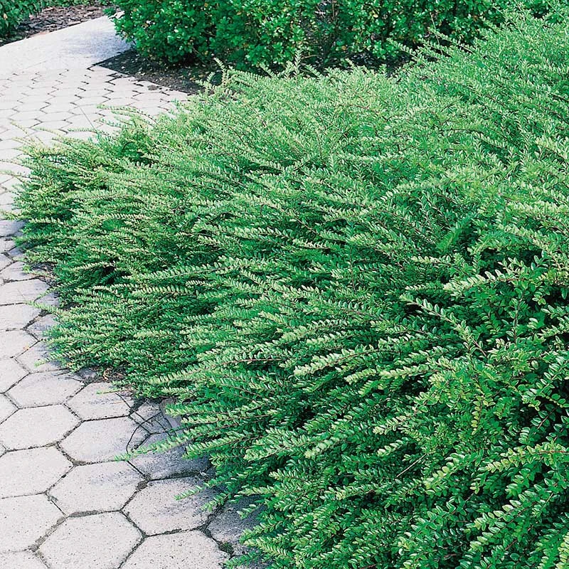 Myrtentry 'Maigrün' 10-pack 3 Myrtentry 'Maigrün' 10-pack