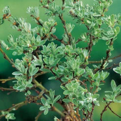 Gazebo Parts Direct Sales Store -Garden Supplies Sales 2024 narbild alpvidesalix helvetica