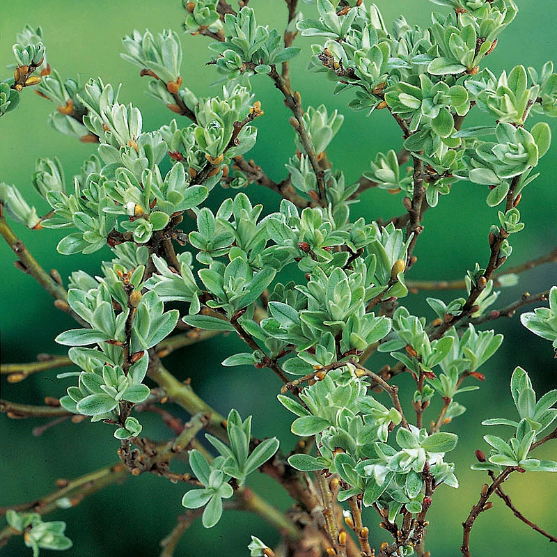 Alpvide, Salix Helvetica 4 Alpvide, Salix Helvetica - Image 2