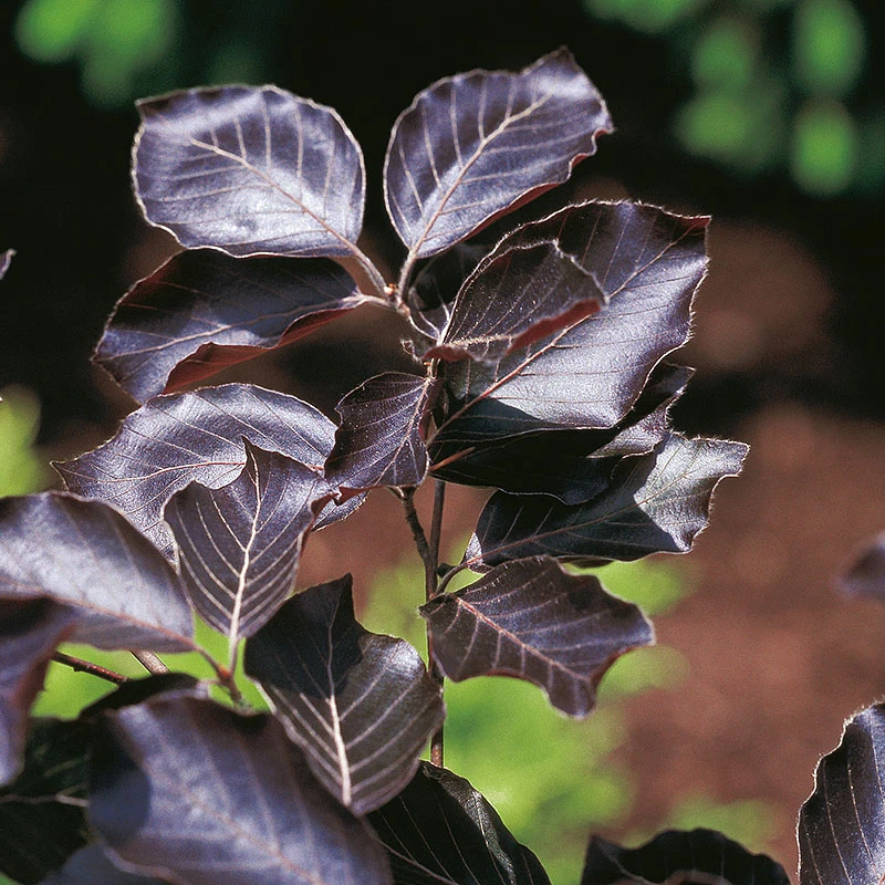 Blodbok, Fagus Sylvatica 'Riversii' 4 Blodbok, Fagus Sylvatica 'Riversii' - Image 2