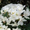 Rhododendron 'Cunningham's White' 50-60cm 2 Rhododendron 'Cunningham's White' 50-60cm -Garden Supplies Sales 2024 narbild blomma rhododendron cunninghams white 1