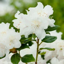 Rhododendron 'Dora Amateis' -Garden Supplies Sales 2024 narbild blomma rhododendron dora amateis