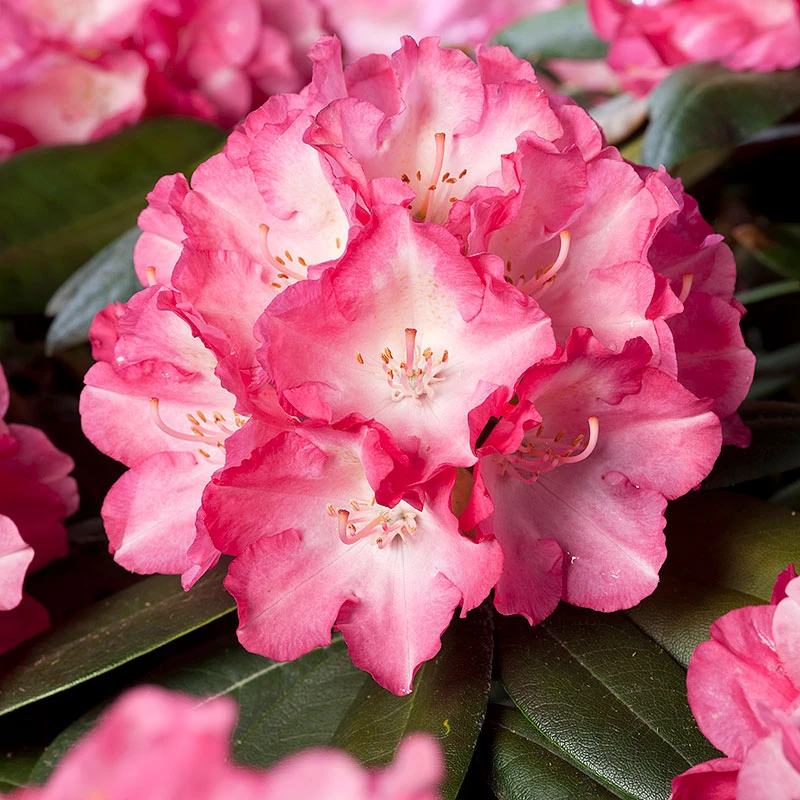 Rhododendron 'Fantastica' 4 Rhododendron 'Fantastica' - Image 2