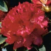 Rhododendron 'Nova Zembla' 40-50cm -Garden Supplies Sales 2024 narbild blomma rhododendron nova zembla