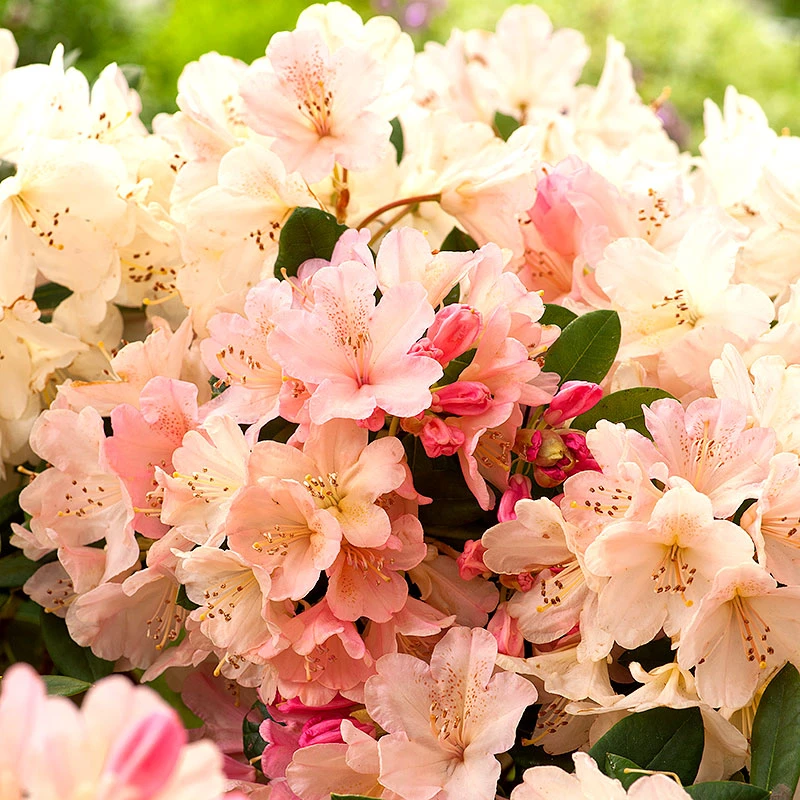 Rhododendron 'Percy Wiseman' 3 Rhododendron 'Percy Wiseman'