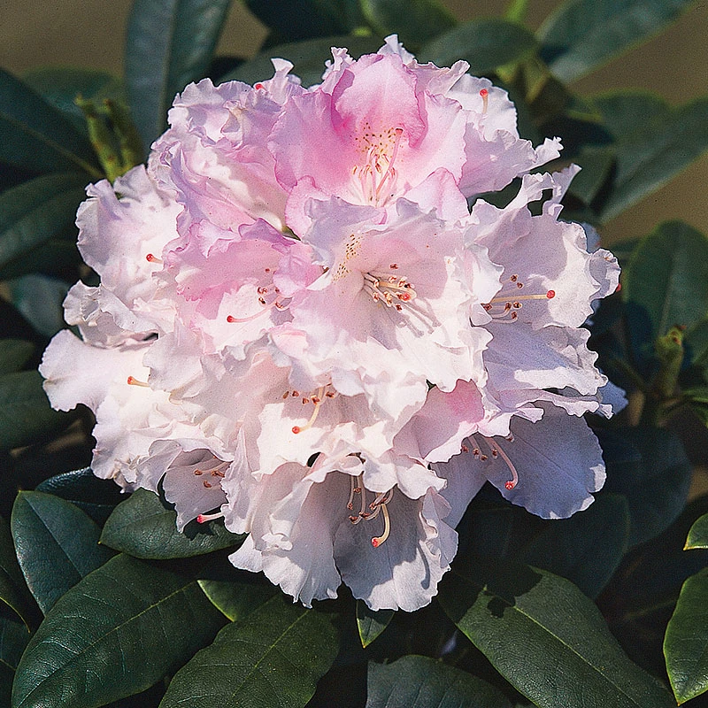 Rhododendron 'Silberwolke' 3 Rhododendron 'Silberwolke'