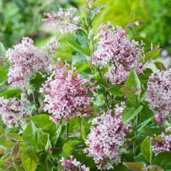Småbladig Syren, Syringa Microphylla 'Superba' -Garden Supplies Sales 2024 narbild blomma smabladig syren syringa microphylla superba