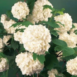 Snöbollsbuske 'Roseum' -Garden Supplies Sales 2024 narbild blomma snobollsbuske viburnum opulus roseum