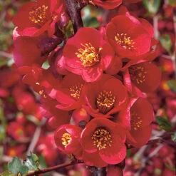 Hybridrosenkvitten 'Nicoline' -Garden Supplies Sales 2024 narbild blommar hybridrosenkvitten chaenomeles superba nicoline