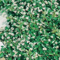 SkogholmsoxbÀr 'Skogholm'